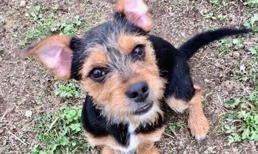 Upcoming Events- Bloomingdale Regional Animal Shelter Society