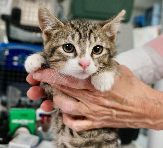 Tabby Kitten