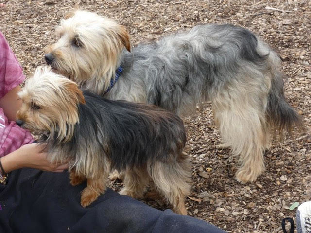 Volunteer with BASS-Bloomingdale Regional Animal Shelter Society